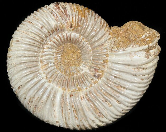 Perisphinctes Ammonite - Jurassic #45409